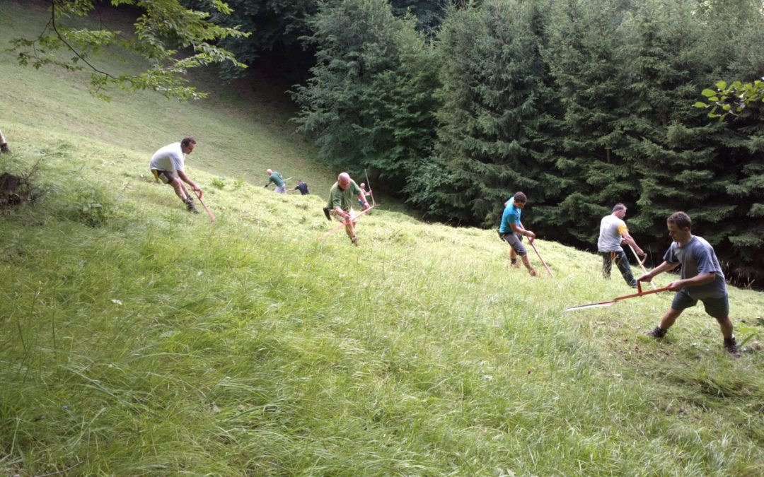Delovna akcija – košnja in grabljenje travnikov Jelenca in Dobrivec
